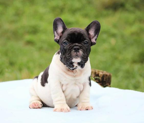 Bulldog Francês Machos Castrados - Foto 3
