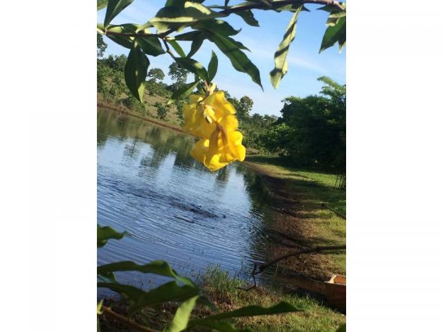 Chácara à venda em Zona rural, Cuiaba cod:20985 - Foto 20
