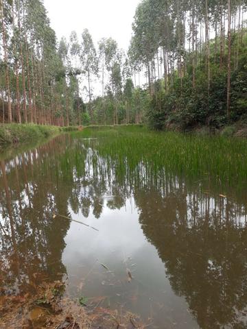 Fazenda 159,72 hectares - Leopoldina/MG; - Foto 11