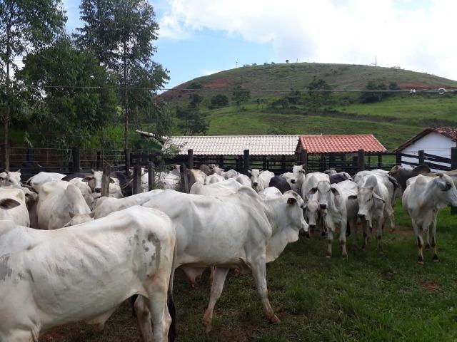 Fazenda 159,72 hectares - Leopoldina/MG; - Foto 10