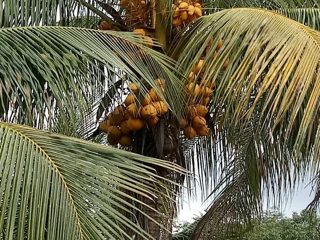 Vendo CoCo - Foto 2