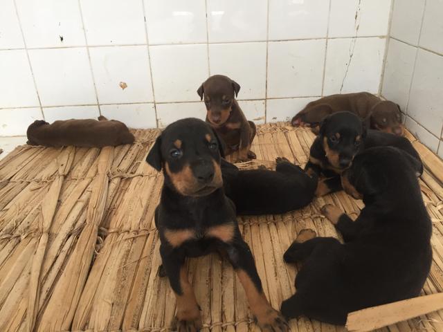 Venda de filhotes de doberman