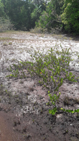 Terrenos para chácara antes de terra alta na PA 136 - Foto 4