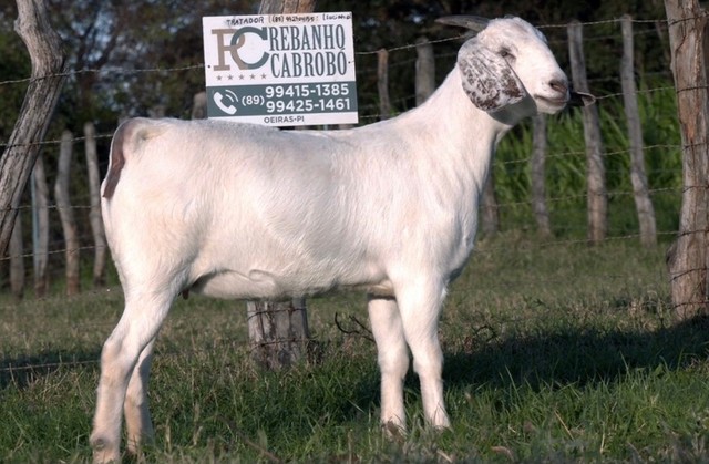 01 Bode e 02 cabras raça Savana registrado 