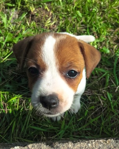 Jack Russel   lindos filhotes disponível a pronta entrega