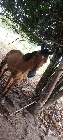 Égua místiça campolina 