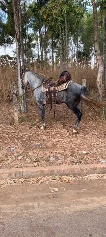 Traia de frente - Cavalos e acessórios - Vila Jayara, Anápolis