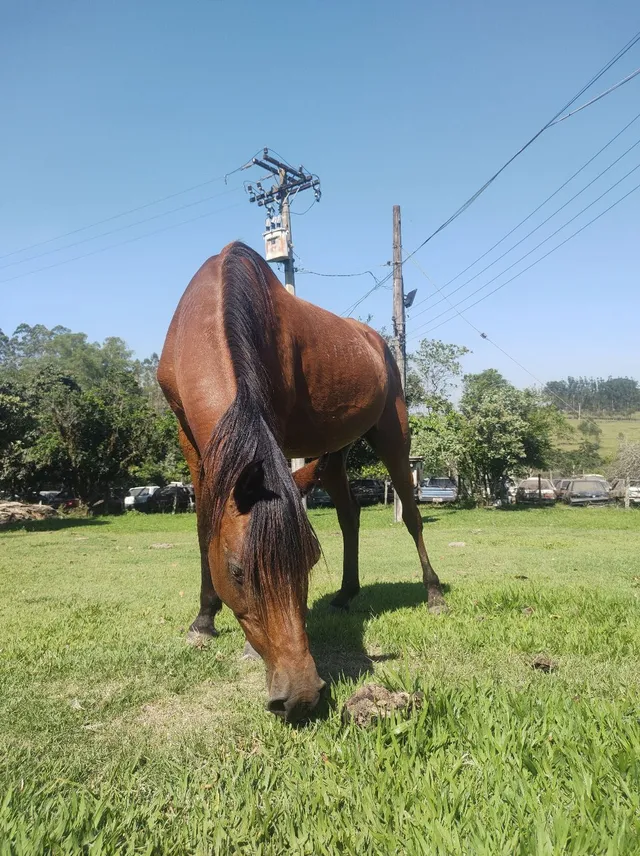 Traia de cavalo  +63 anúncios na OLX Brasil