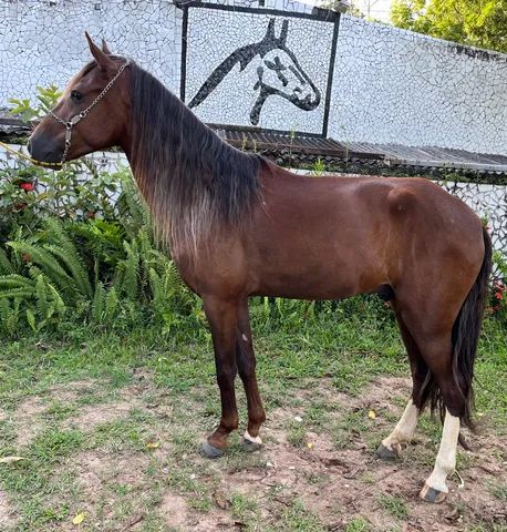 Cavalo alazão tostado de marcha picada - Cavalos e acessórios - Mata de São  João 1246892923