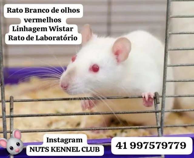 Rato Hairless An Ncios Na Olx Brasil