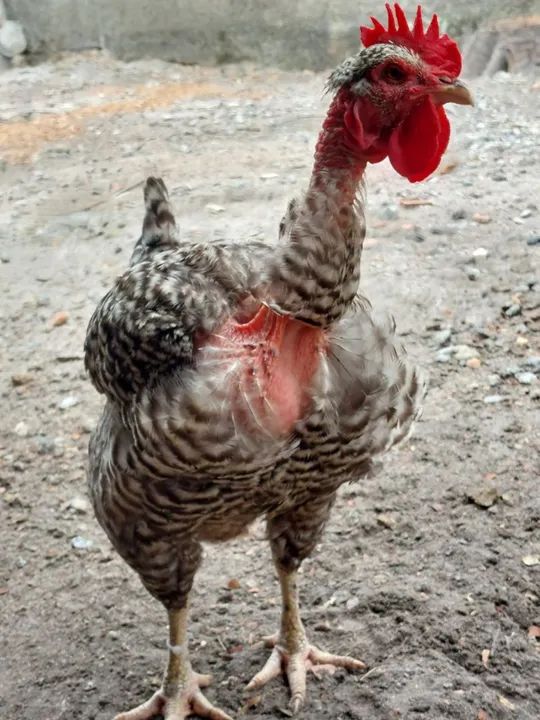 Ovos galados de galinhas caipira - Foto 5