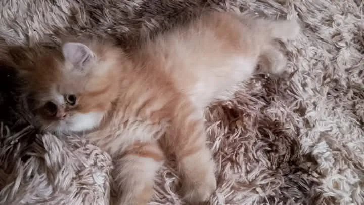 Filhotes persas vacinados - Foto 6