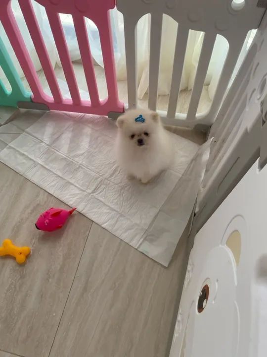 Lulu pomerania spitz alemão - Foto 2