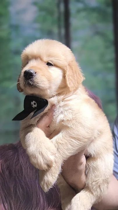 GOLDEN RETRIEVER  - Foto 4