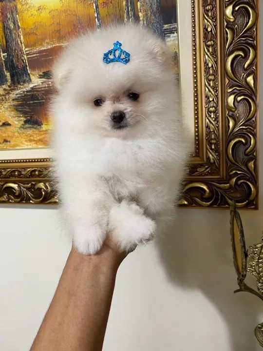 Lulu pomerania spitz alemão