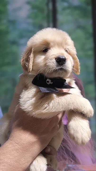 GOLDEN RETRIEVER  - Foto 2