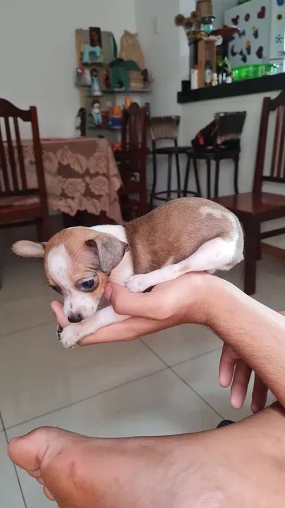 Filhote de Pinscher 50 dias - Foto 3