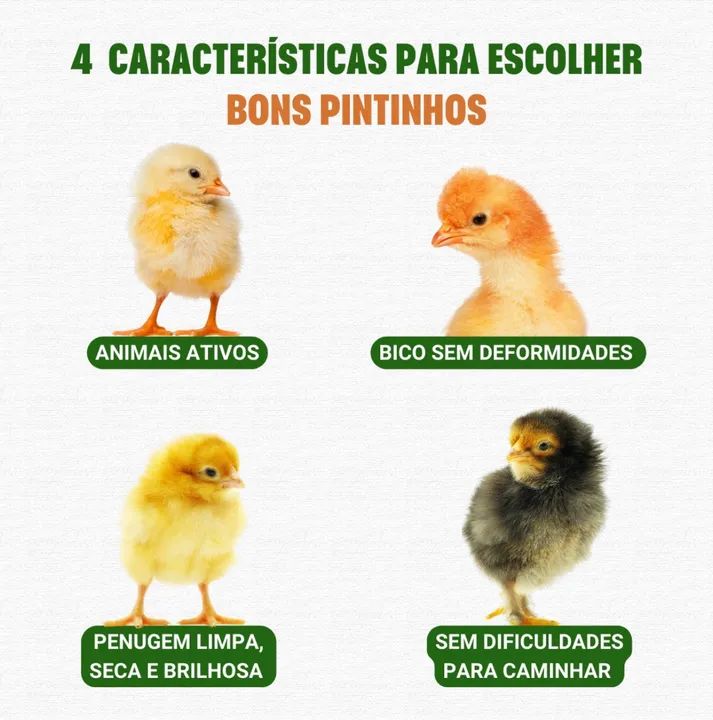 Pintinhos de Poedeira - Foto 3