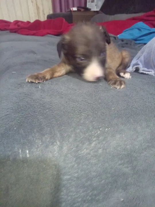 Filhotes de raça não definida - Foto 3