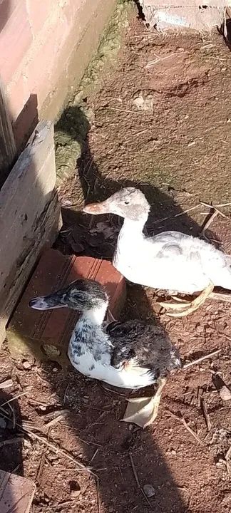 Angolinhas, perú, patos e marecos  - Foto 3