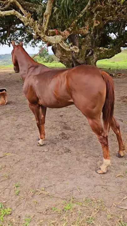 ÉGUA QUARTO DE MILHA PURA COM DOCUMENTO MEIO SANGUE - Foto 2