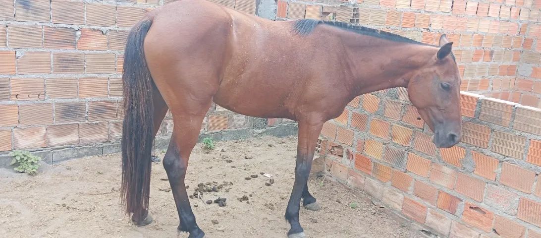 Cavalo. Égua mangalarga 