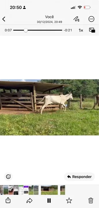 10 Vacas Paridas  - Foto 2