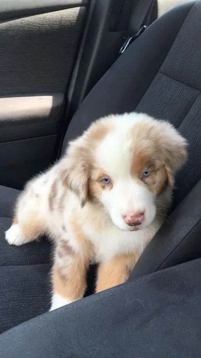 Border Collie Disponível Ideal Para Famílias !
