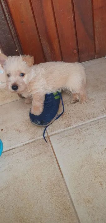 Filhote scottish terrier macho com pedigree, 48 dias. Faço em ate 18x no cartao - Foto 5