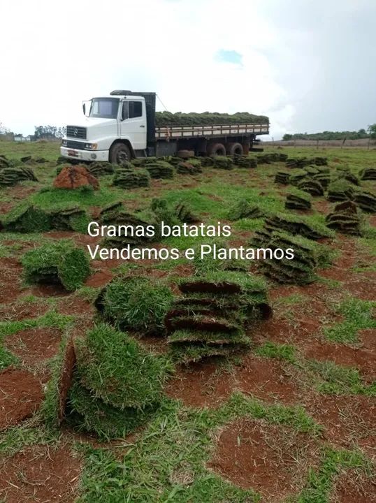 Grama para jardim - Entrega rápida! - Foto 2
