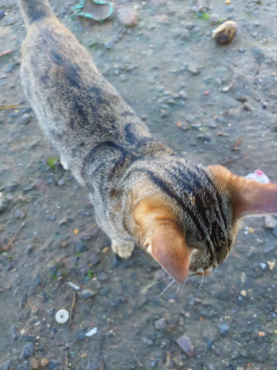 Gatinho para Adoção GRAVATAÍ  - Foto 4