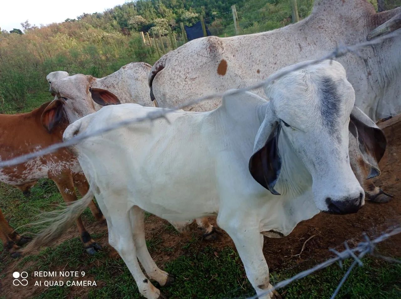 Vaca leiteira - raça Gir Leiteiro - Foto 4