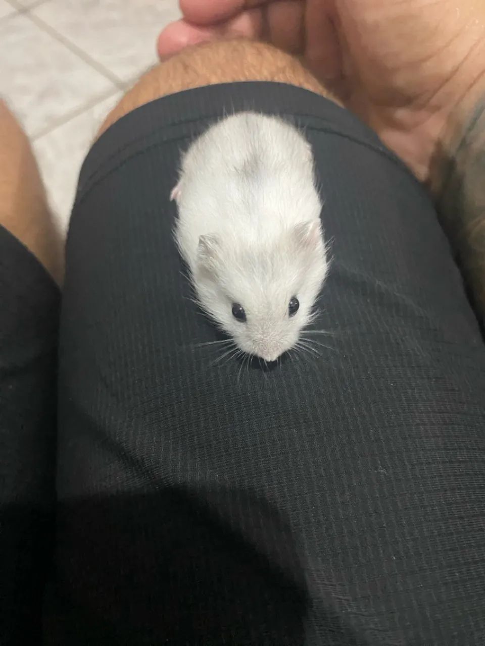 Ramister anao russo  - Foto 2