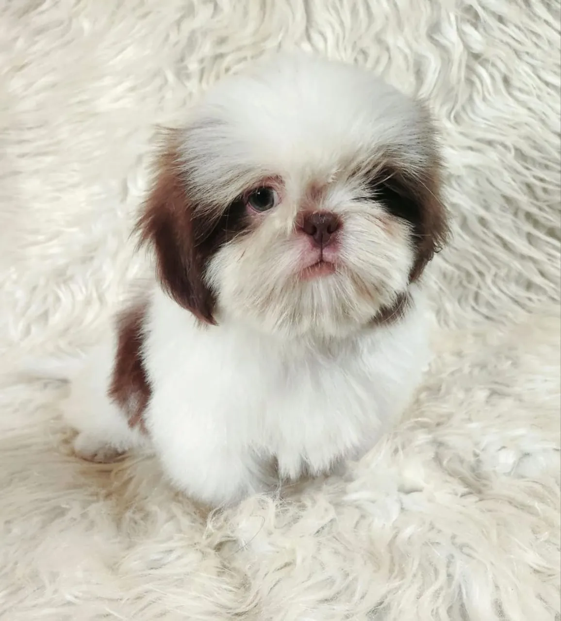Filhotes Shih Tzu