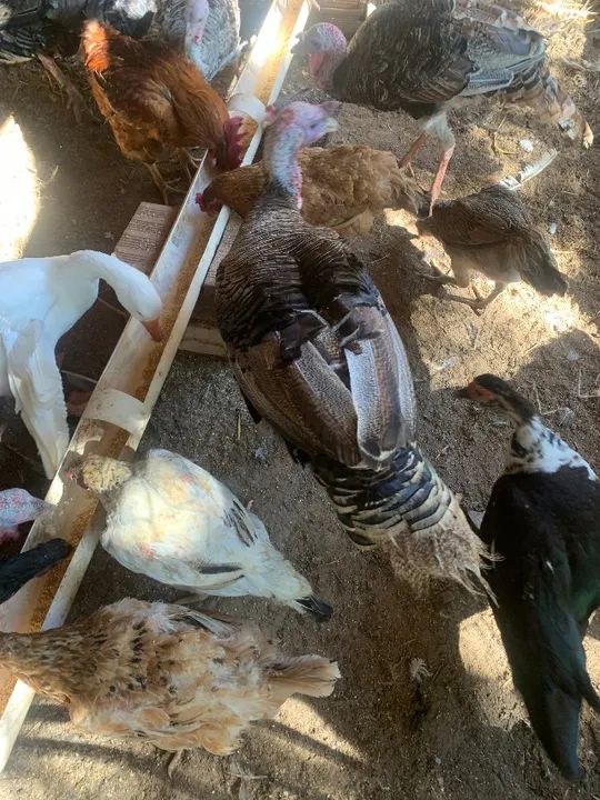 PERUS E PERUAS - Foto 6