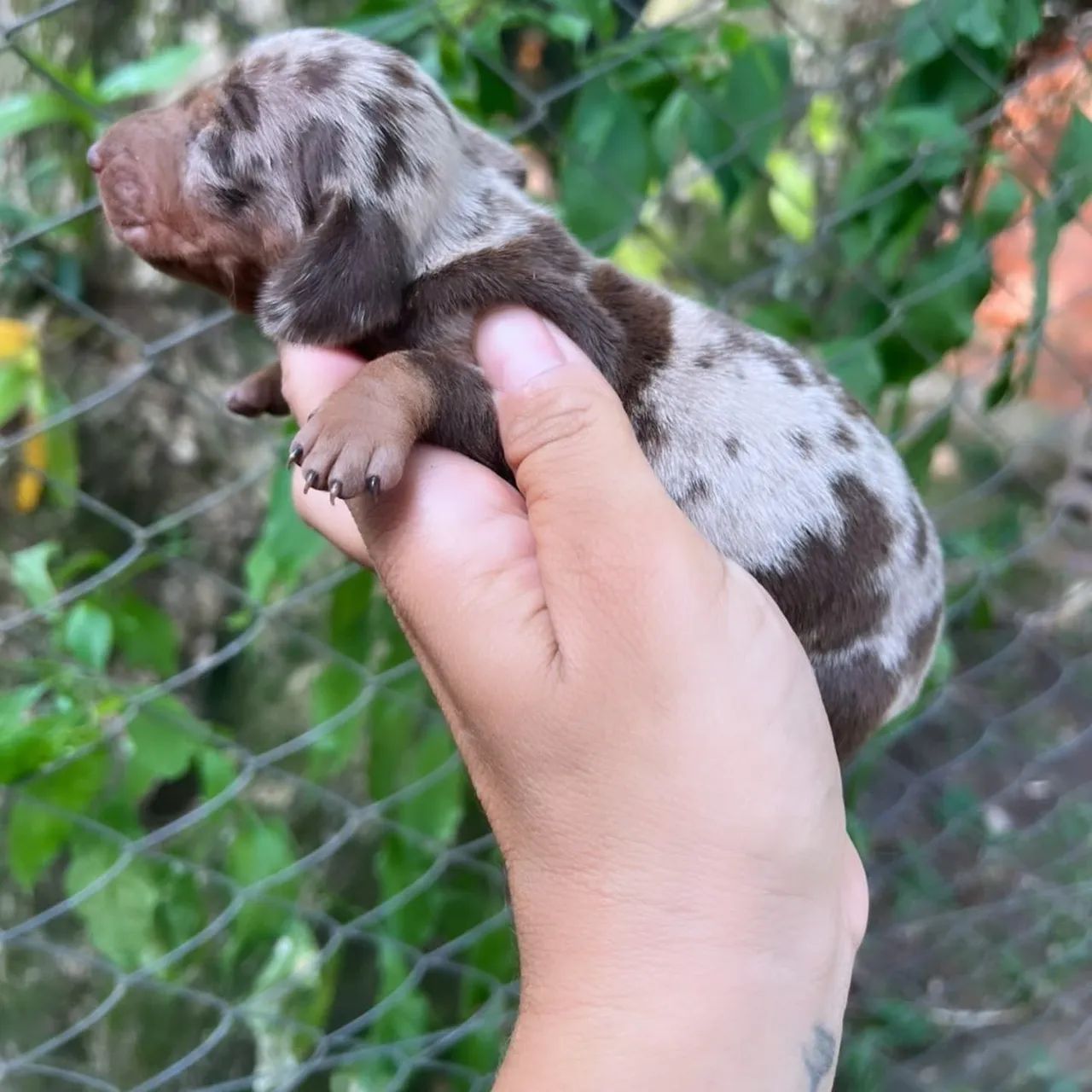 DACHSHUNDS KANINCHEN/ANÕES ALTO PADRÃO PARA EXIGENTES  - Foto 3