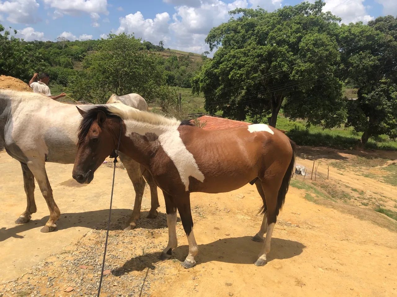 Potro mestiço com manga larga  - Foto 3