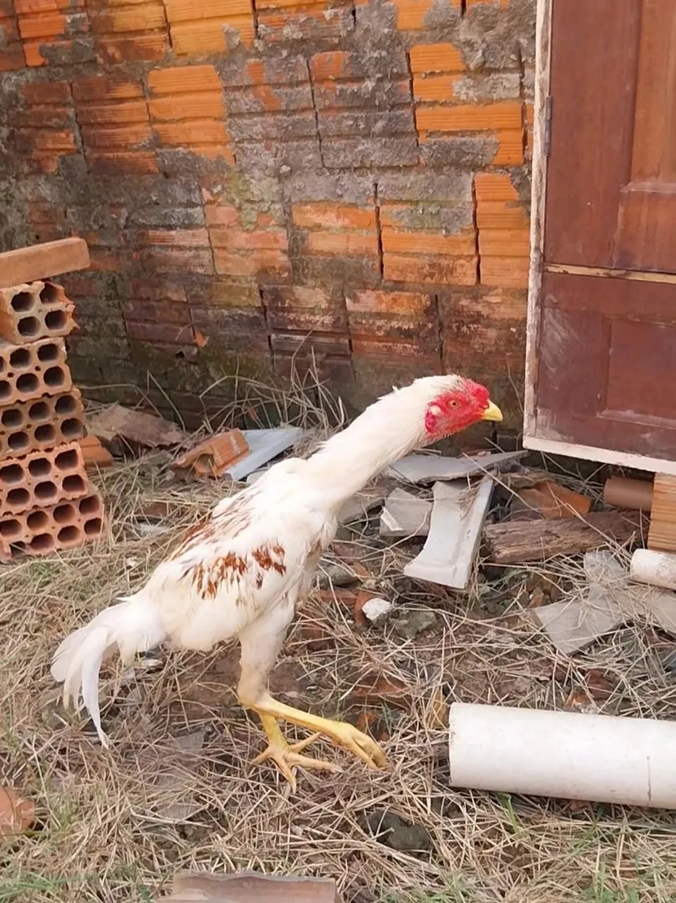 Galo de raça