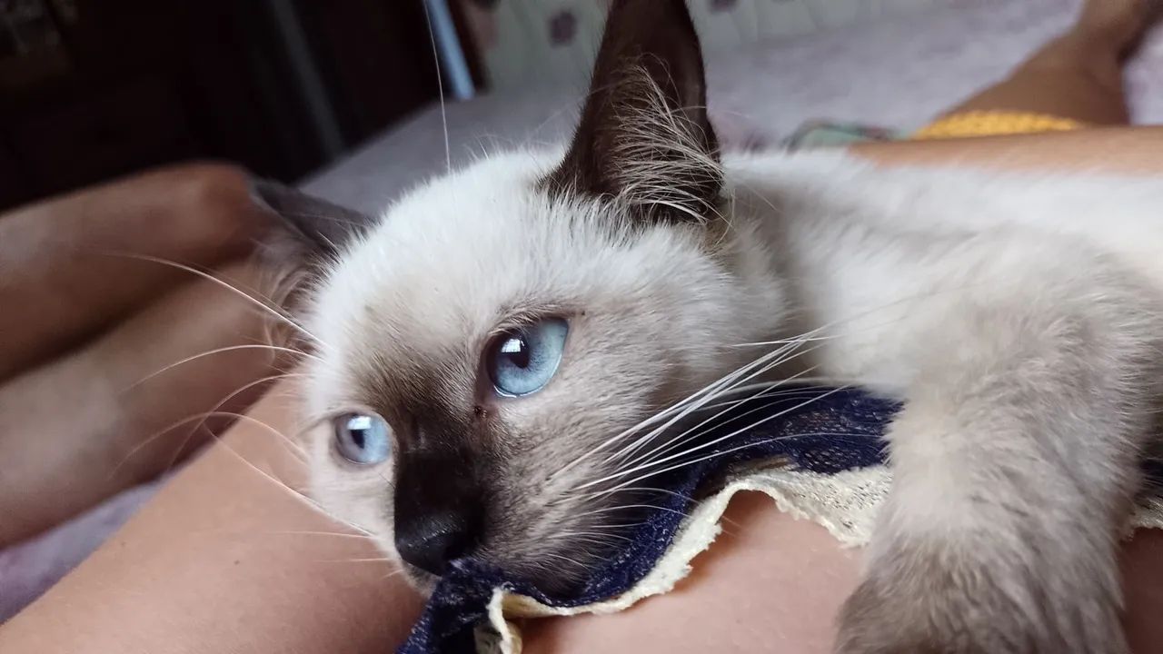 Gatinho Siamês disponível para adoção (castração garantida) - Foto 5