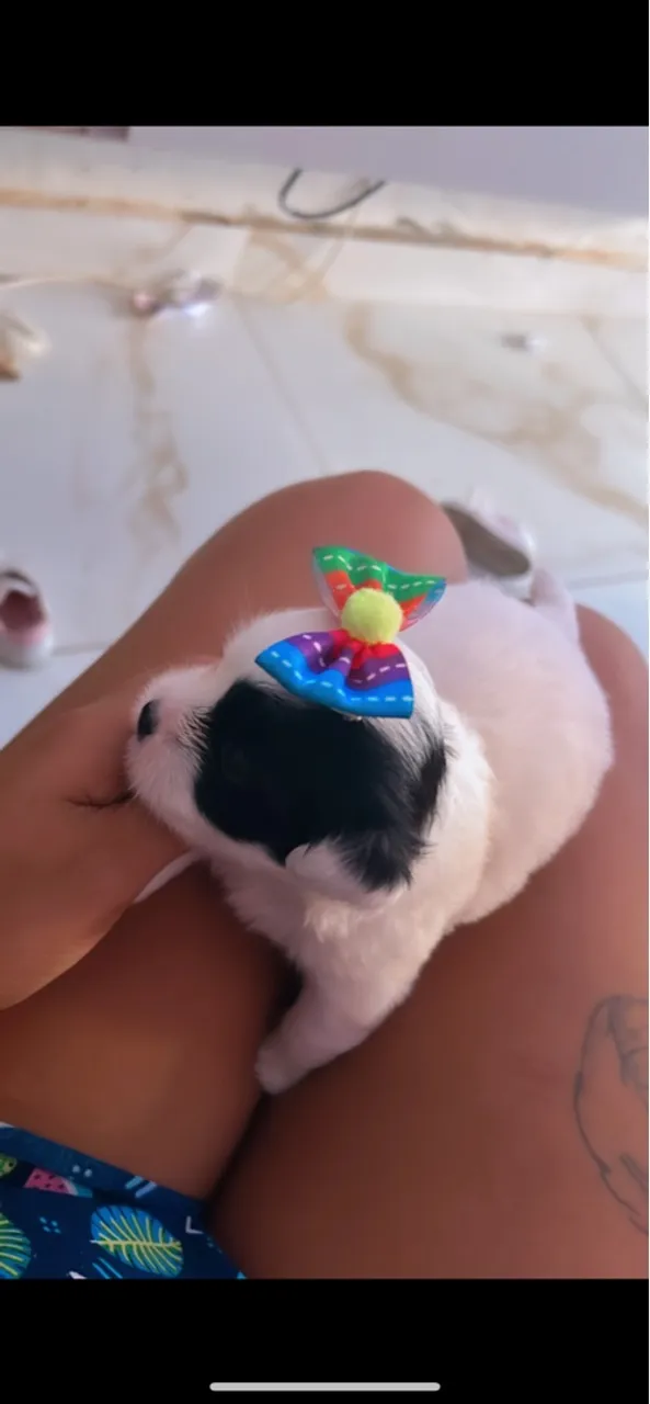 Filhotes de lhasa apso com shi tzu