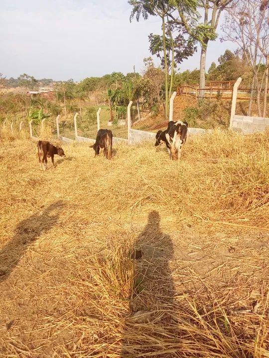 Vacas a venda - Foto 3