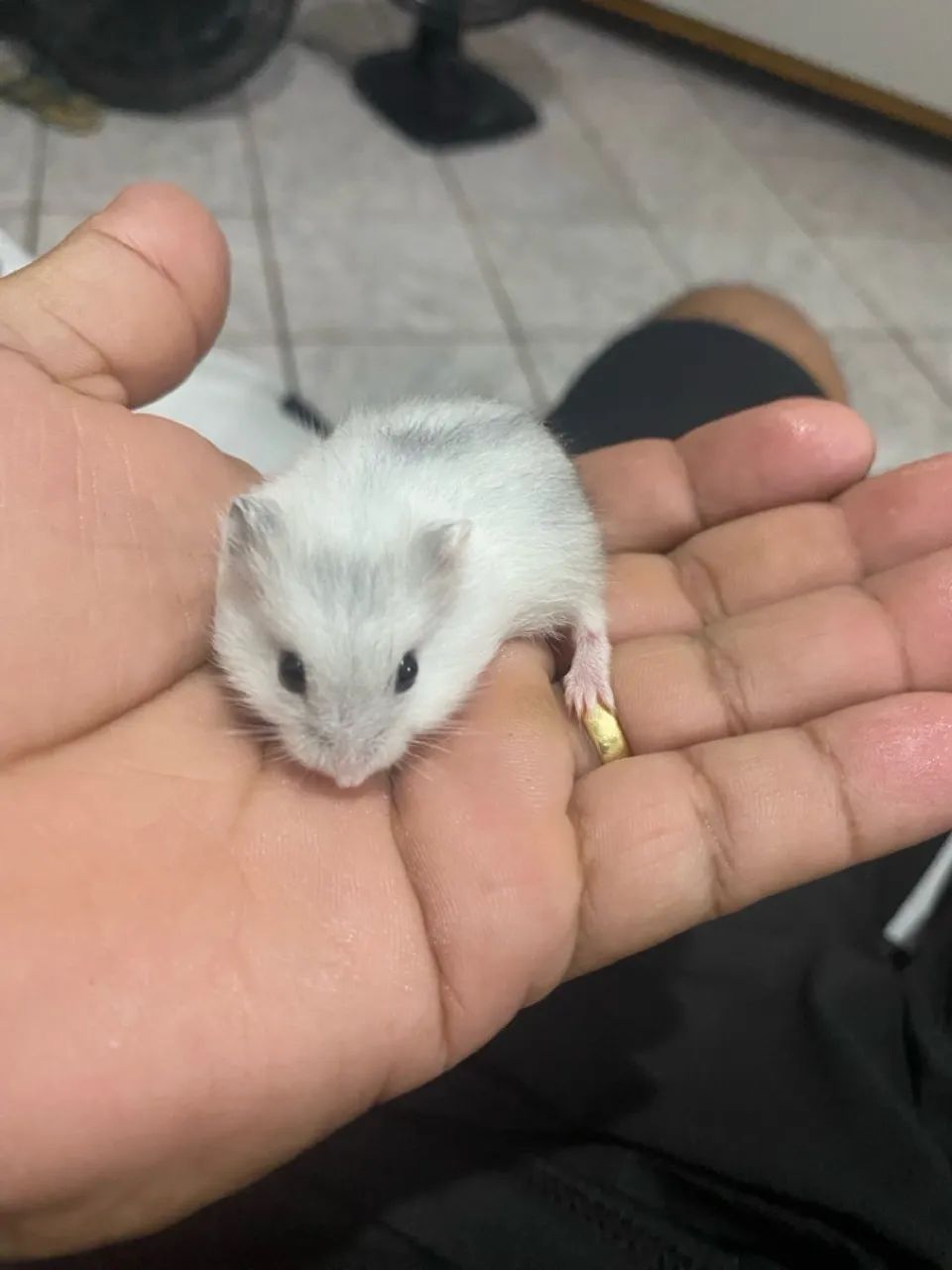 Ramister anao russo  - Foto 3