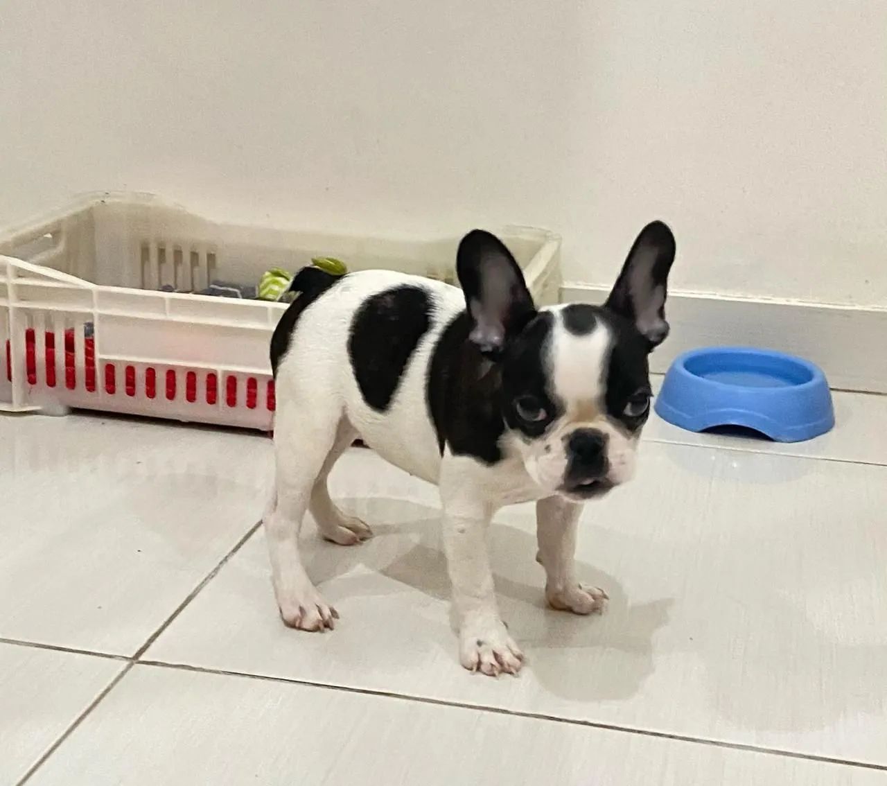 Filhote de Bulldog Francês fêmea. Pedigree cbkc!!!