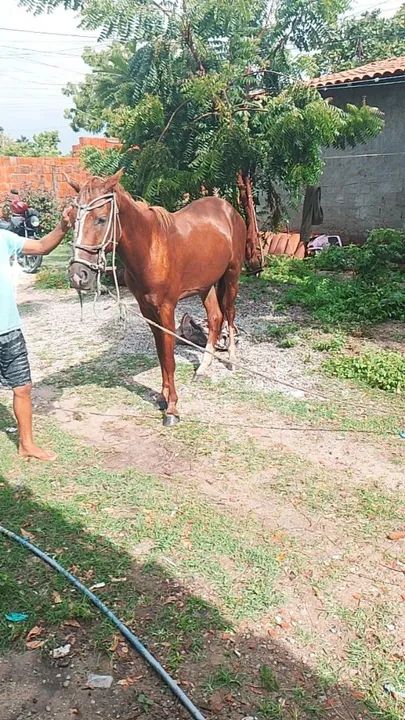 Cavalo dócil  - Foto 4