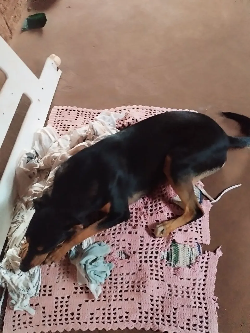 Cão Rottweiler para adoção