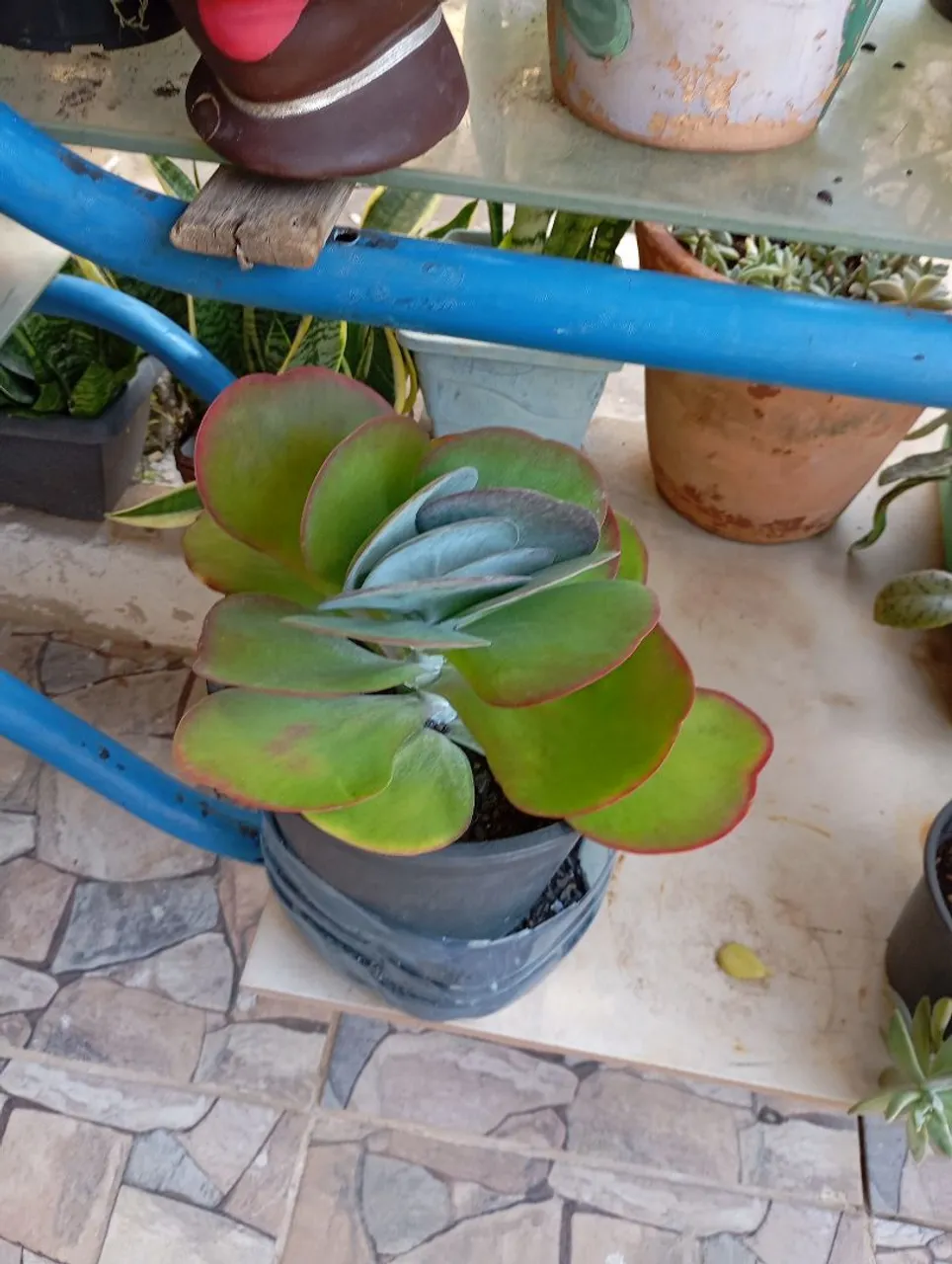 Kalanchoe Thyrisiflora - Plantas Suculenta