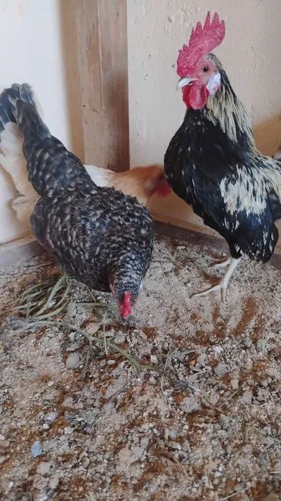 Ovos galados  - Foto 2