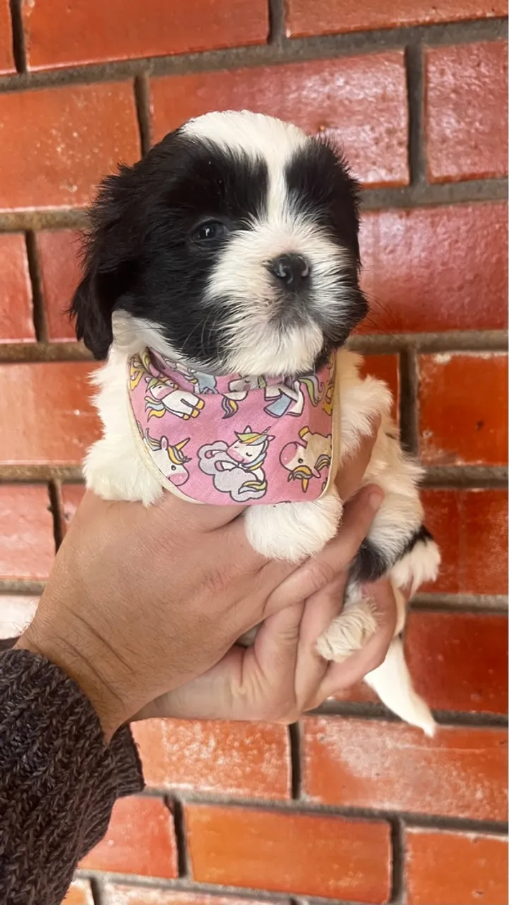 Filhote shih tzu fêmea única disponível