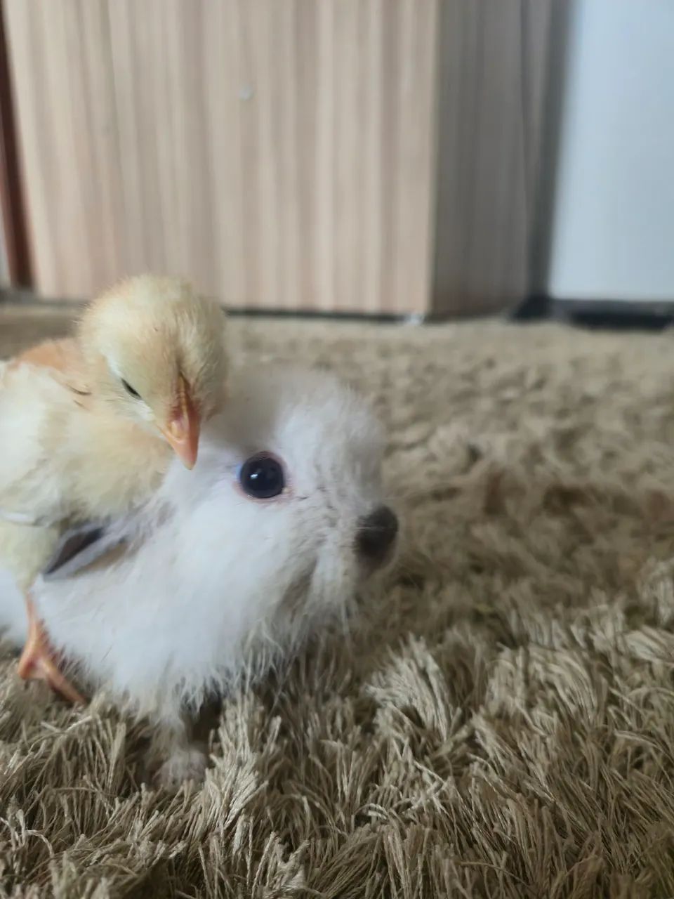 Lindo mini coelho  - Foto 4