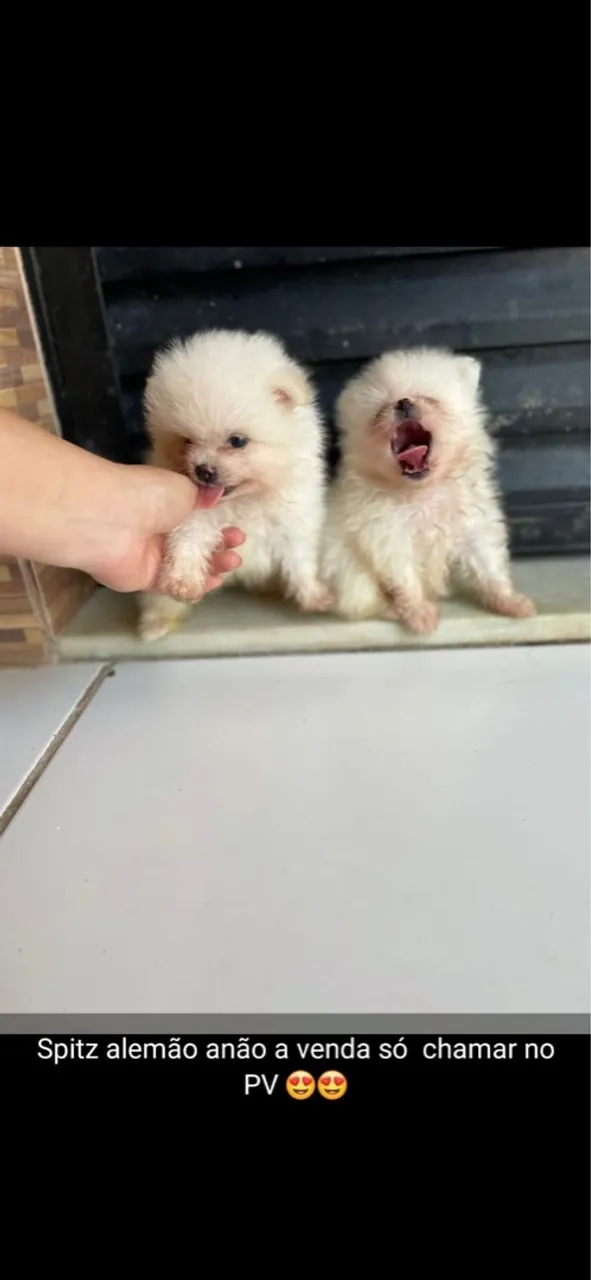 Spitz Alemão Anão para Venda